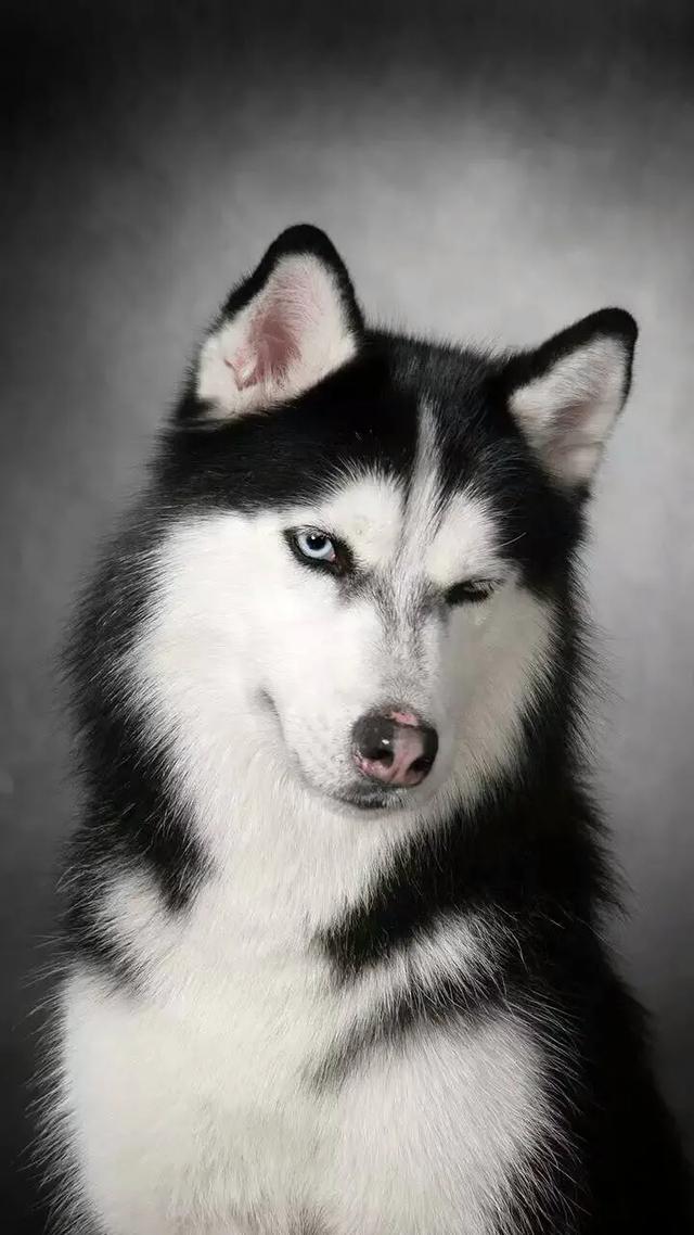 金毛寻回犬电影，不友善的六种小型犬（其他十部关于狗狗的电影）