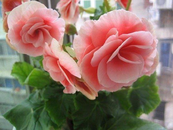 九种适合秋天养的绿植花卉，开花好养的盆栽植物