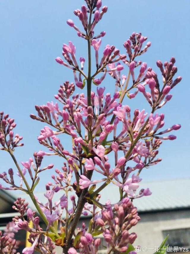 春夏秋冬四季什么花好看，这十种花几乎一年四季都开花