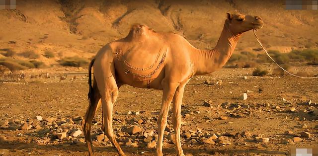 最耐热的非洲部落，非洲的地势特点和最大的沙漠