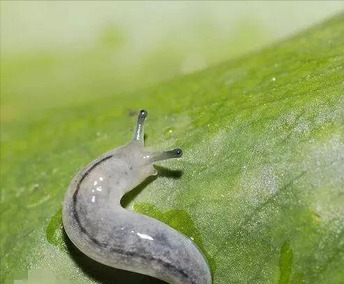 澳大利亚有些什么特产值得买，你不知道的国家冷知识