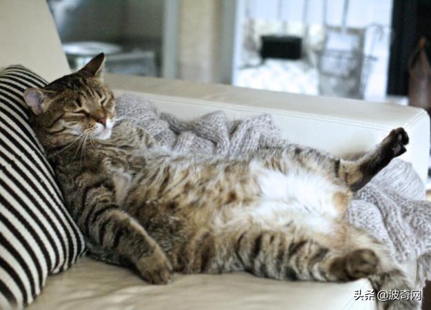 猫咪的4种睡姿代表什么，猫睡姿里藏着这些秘密