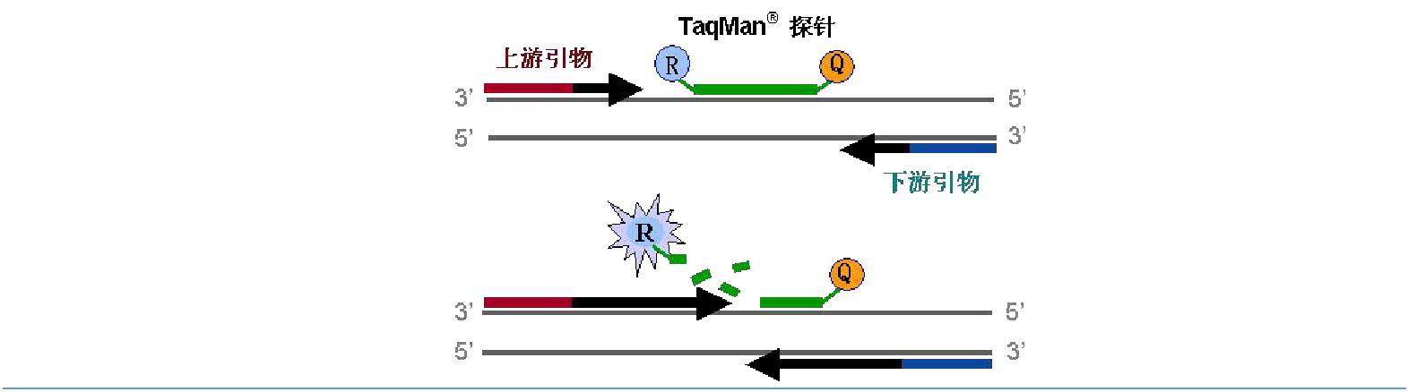 实时荧光定量pcr原理和步骤，荧光定量pcr的基本步骤
