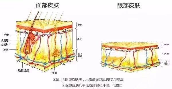 眼霜真的有必要使用吗，看到杨幂对护肤品“取舍”后