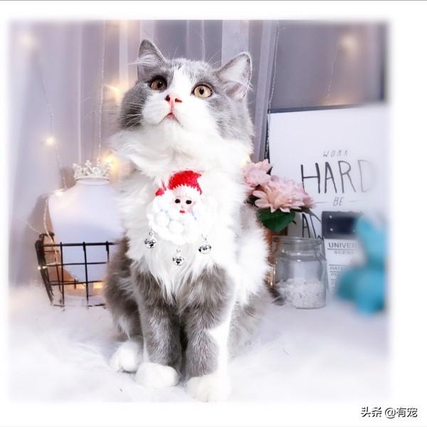 猫咪可以上火车吗，可以带着猫咪坐火车吗（网络上“户口”，一个都不能少）
