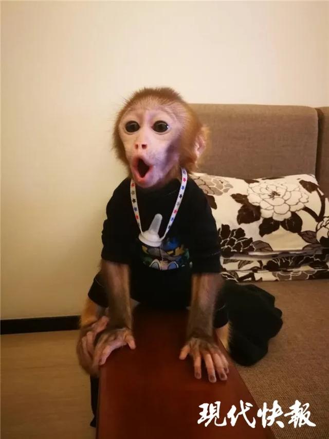 世界流浪动物日，世界环境日所有人（国际流浪动物保护日）