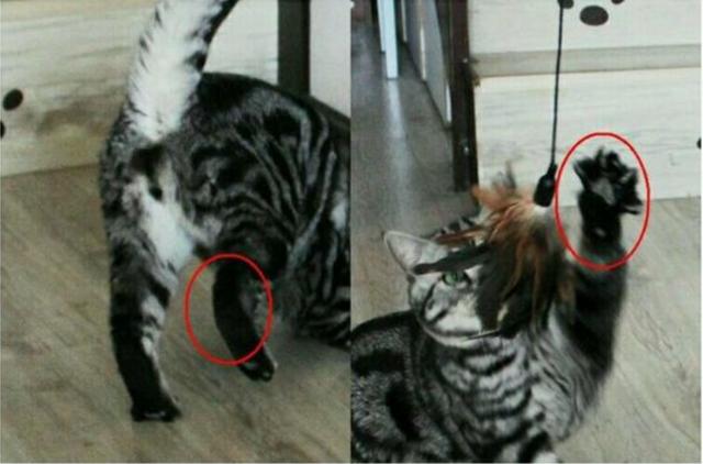 美短虎斑加白小时候，宠物知识银色标斑