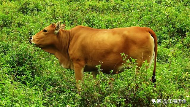 牛最早出现在什么时期，牛长期作为农耕社会的重要生产力