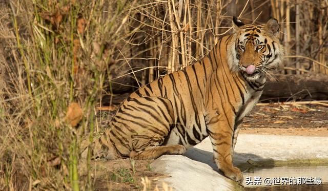 老虎没有了牙齿还有攻击力吗，老虎贵为百兽之王