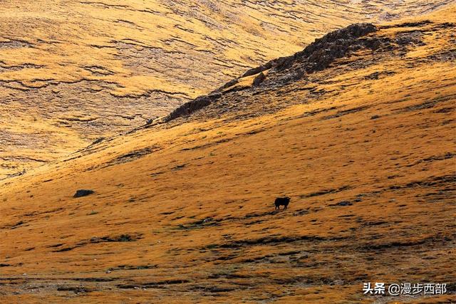 大山里迷人的野花，章丘赵八洞山上的美丽野花
