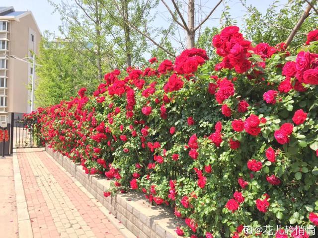 春夏秋冬四季什么花好看，这十种花几乎一年四季都开花