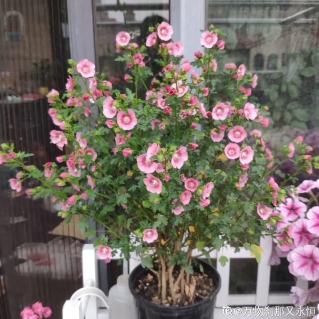 春夏秋冬四季什么花好看，这十种花几乎一年四季都开花