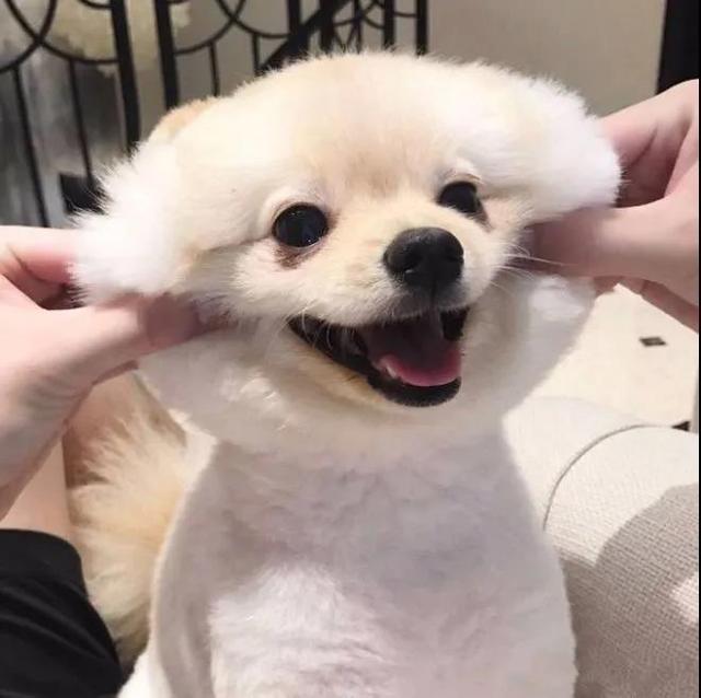 狗狗霸气的名字，狗狗比较高冷霸气的名字大全