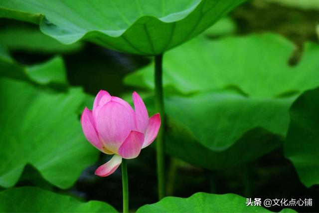 王维25首山水诗代表作，王维山水诗的经典之作