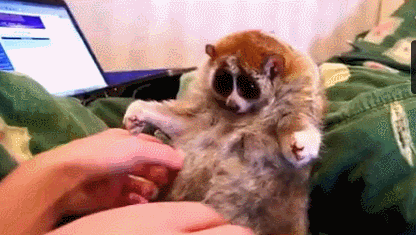 印度蛇为什么是保护动物，印度每年4.59万人死于蛇咬