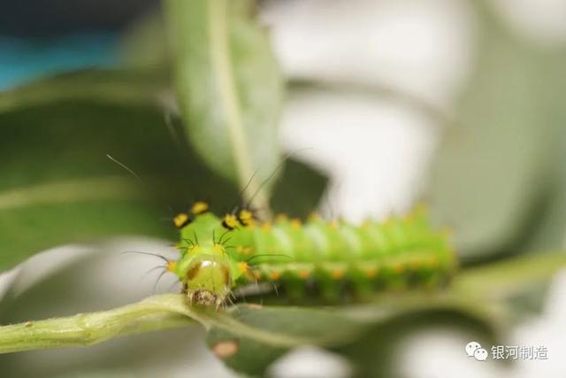 有哪些常见的飞蛾，自然记录蛾生一瞬