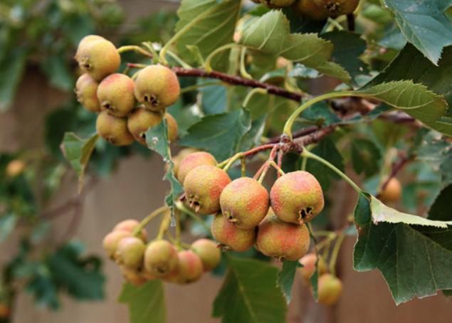 鲜山楂的吃法大全，新鲜山楂正确吃法