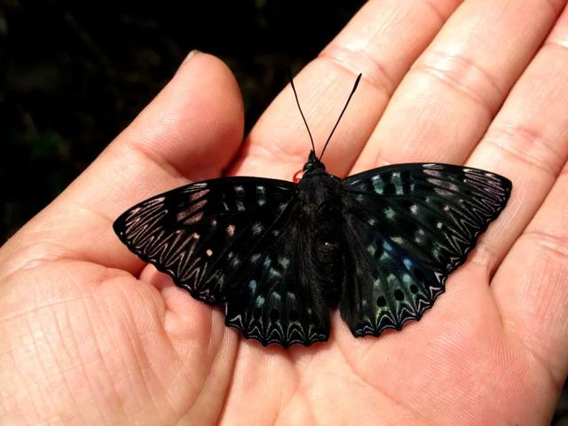 最常见的蝴蝶有哪几种，夏日赏蝶正当时