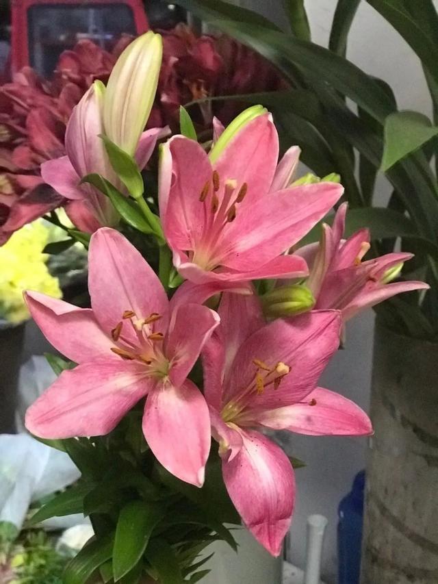 麝香百合开花后的养护，百合花期后的养护方法