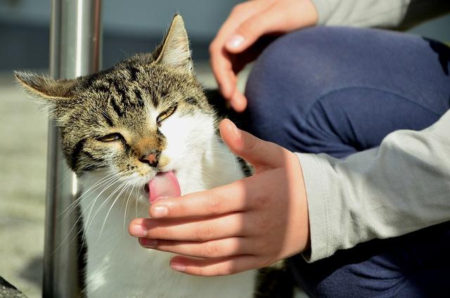 猫咪舔主人的手，猫咪舔舐常见的6个含义（猫咪舔人手表示什么）