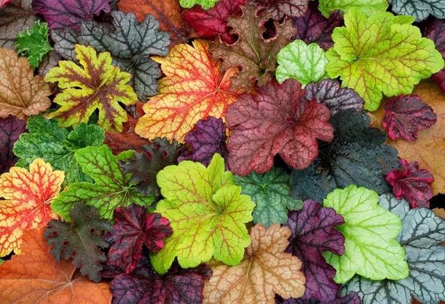 观赏性高的会开花的树，18种紫红色叶片的树木