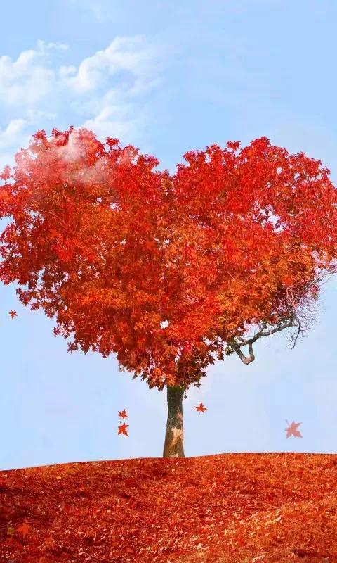 秋天银杏十大绝美诗句，咏上海001号古银杏树