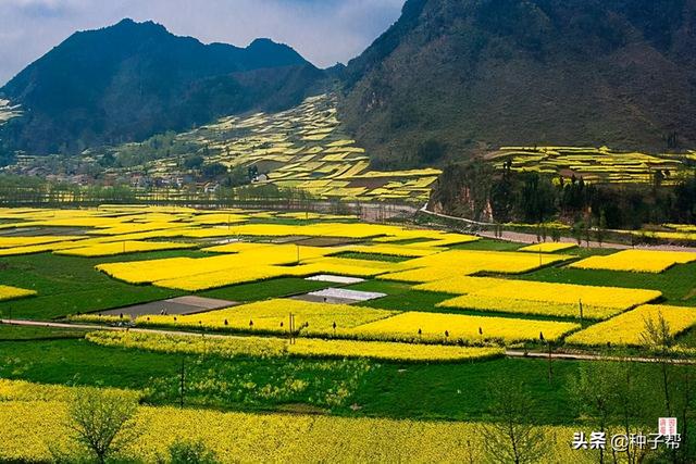 最佳油菜花观赏地，快来这里看油菜花海