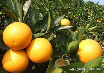 橙子和桔子的区别，橘桔柑橙傻傻分不清（橙橘柑桔的区别）