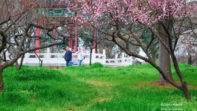 蜡梅与腊梅的区别，蜡梅是梅花吗究竟是（腊梅花与蜡梅有什么区别）