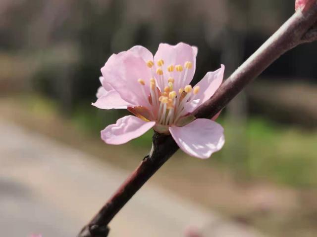 清明适合赏花的地方，纷纷春雨过后是最美人间四月天