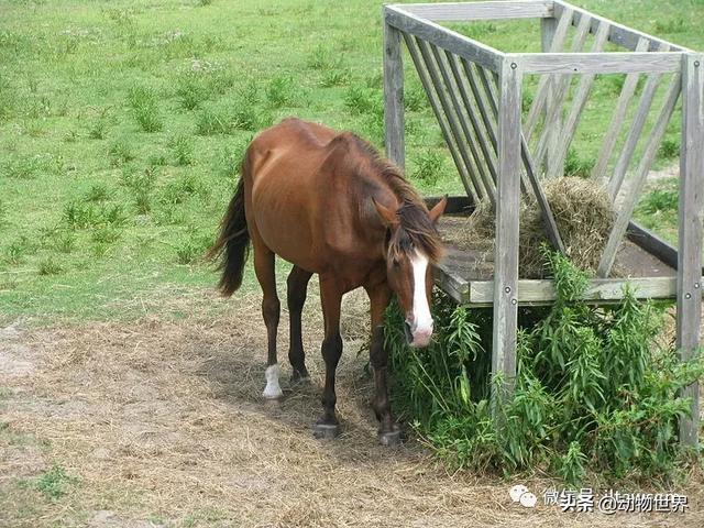 世界十大品种名马，世界上最强的五种马