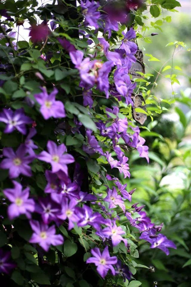 庭院中种什么爬藤花，院子里如果想搭设花廊架