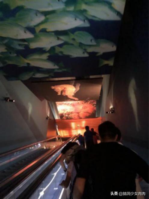 上海海洋水族馆，上海海洋水族馆简介（上海海洋水族馆之旅暨神奇鱼类在哪里）