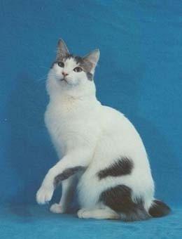 世界名猫品种，世界名猫品种大全