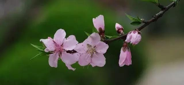 桃花嫣然出篱笑，关于桃花最美的诗词（赏读：桃花依旧笑春风）