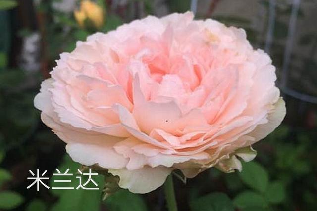 奥斯汀月季哪种最经典，香味浓郁还好养活。香味控别错过