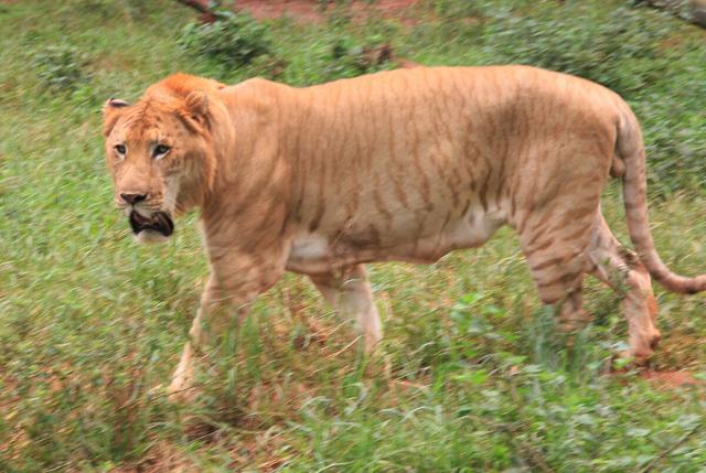 黑人白人黄种人怎么演变的，分离了7万年的黄种人