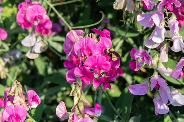 15种爬藤植物，22种爬藤植物开花多