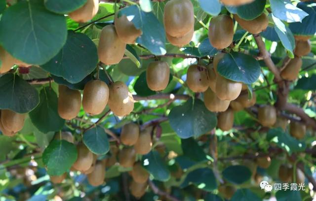 淄博当地特色美食，一座宝藏美食之城