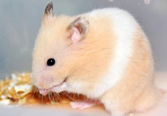 金丝熊适合新手养，养宠物金丝熊的心得