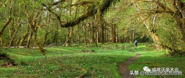 适合地热的实木地板板材，极地阳光带你探索深山选择发热地板的好木材