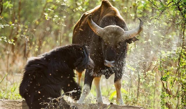 世界上有僵尸吗，野牛弄伤孟加拉虎