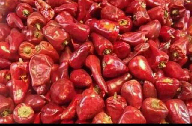 试菜技术大全，辣子百种争斗艳