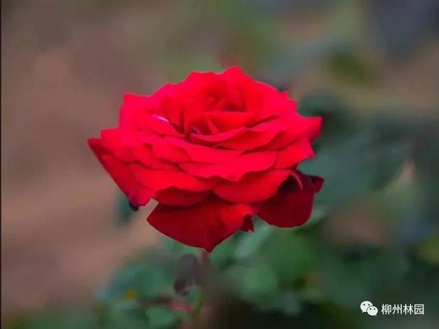 父亲节应该用什么花，推荐几款适合送给父亲的花