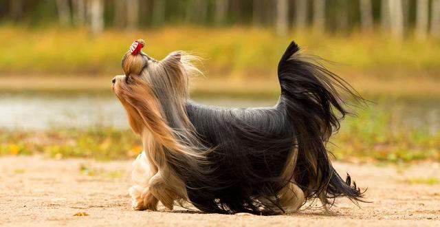 约克夏幼犬适合养吗，约克夏的优缺点有哪些