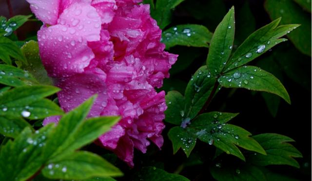 春雨花怎么栽培，春雨竟然是种植物
