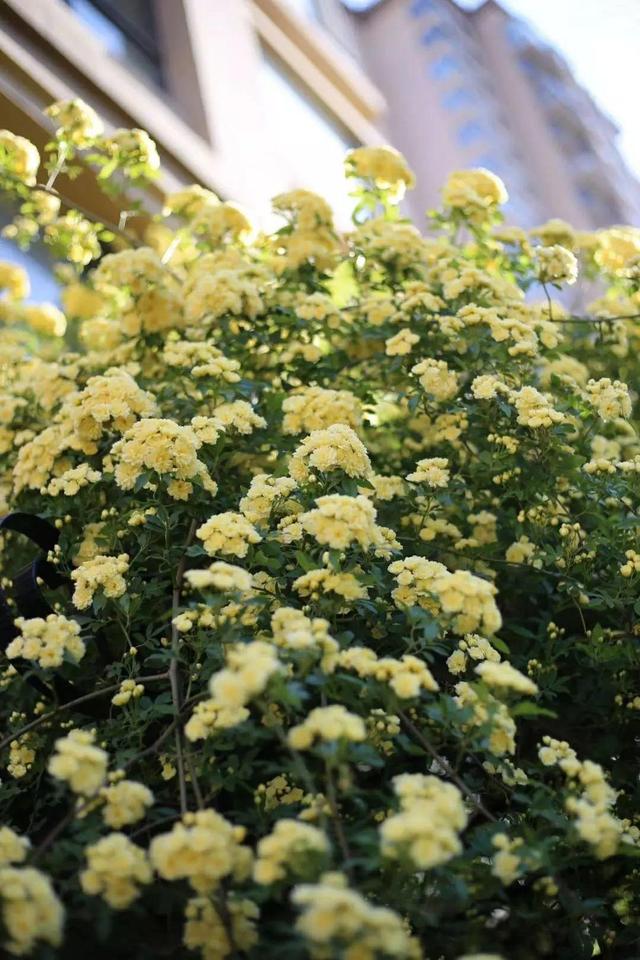 庭院中种什么爬藤花，院子里如果想搭设花廊架