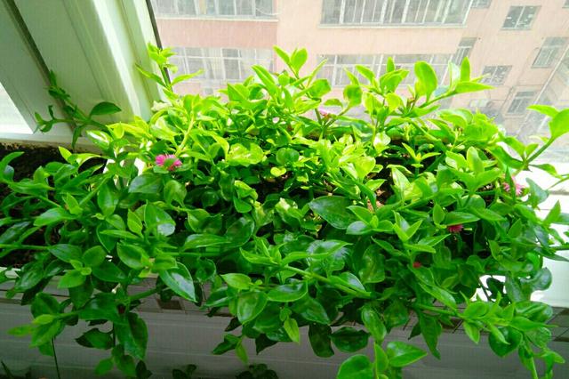 最适合家庭净化空气的花，17种公认的养人花