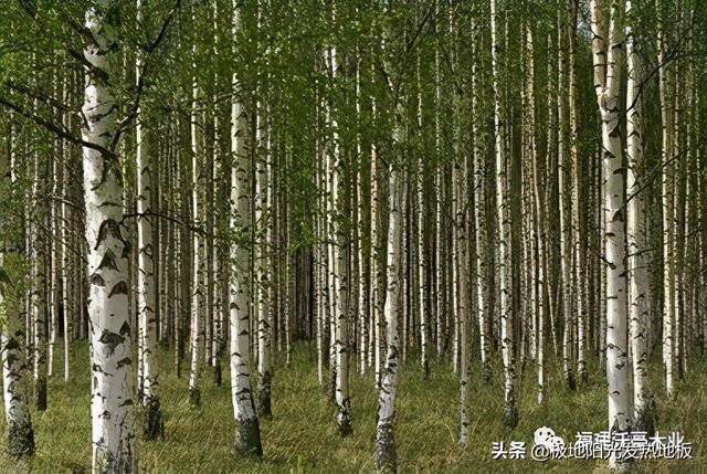 适合地热的实木地板板材，极地阳光带你探索深山选择发热地板的好木材