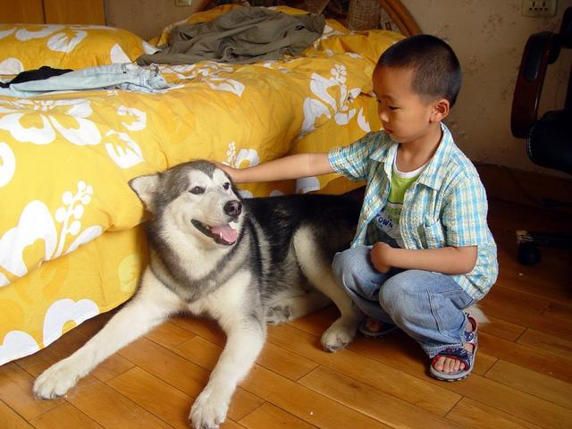 训犬的正确方法和忌讳，训练狗子要用正确的方法